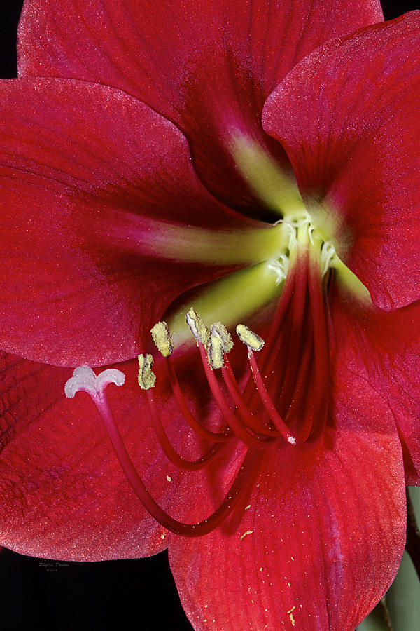 Amaryllis Flower Photograph by Phyllis Denton