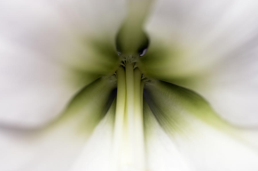 Amaryllis Hippeastrum Sp Flower Photograph by Jasper Doest