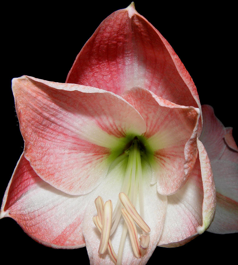 Amaryllis in bloom Photograph by Kim Galluzzo Wozniak