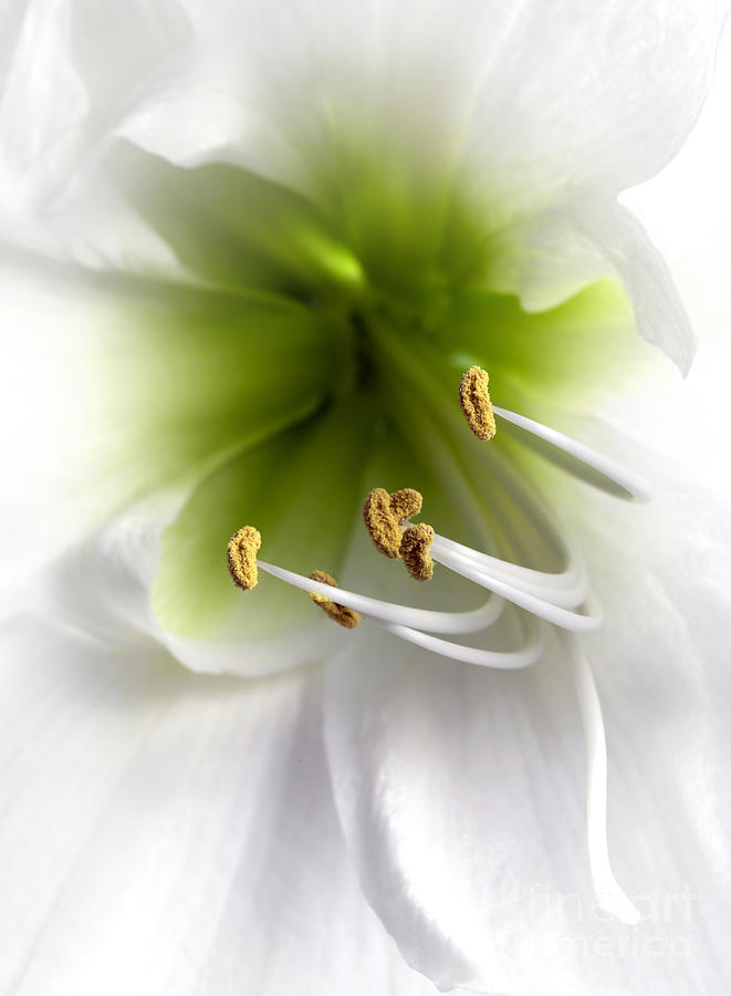 Lily Photograph - Amaryllis  by Jane Rix