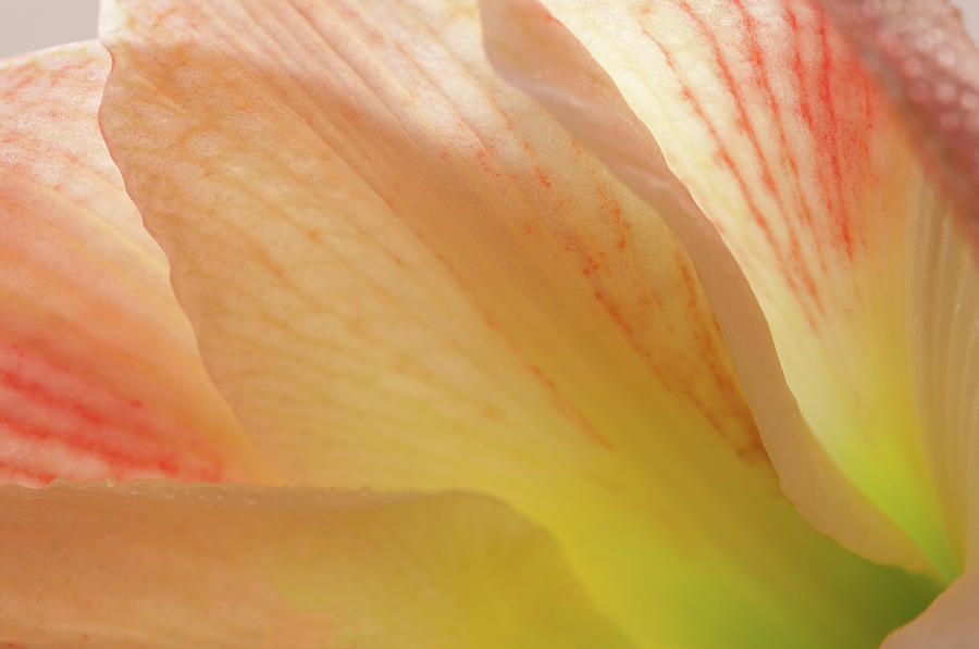 Amaryllis up close Photograph by Carolyn DAlessandro