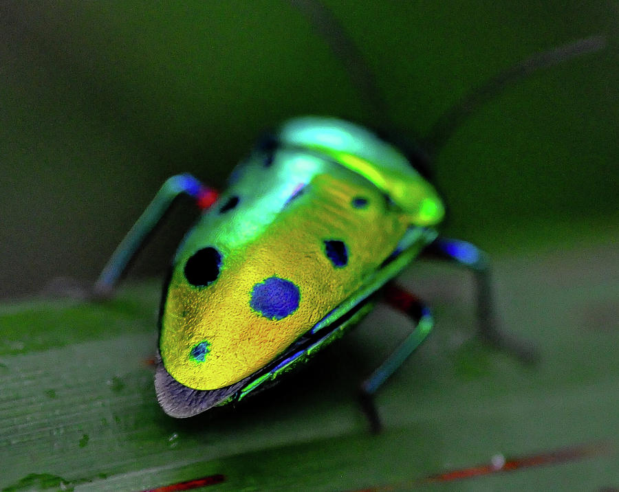 Nature Photograph - Amazing bug by Luca Venturi