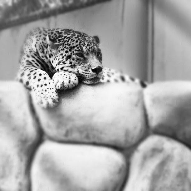 Nature Photograph - Amazing Leopard by Ivan Morales