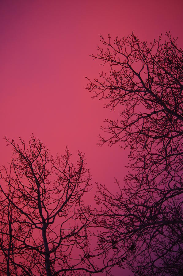 Amazing pink sky Photograph by Sherri Meikle - Fine Art America