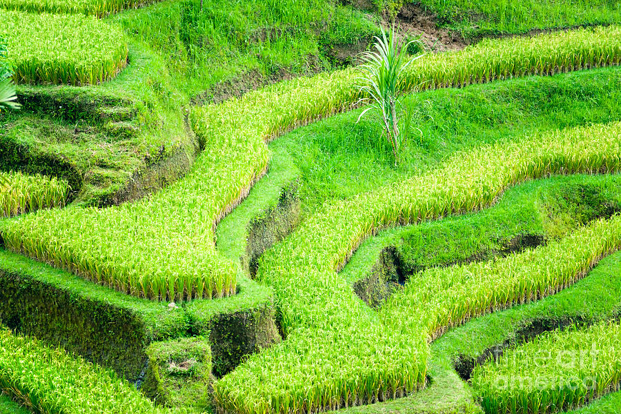 Amazing Rice Terrace field Photograph by Luciano Mortula