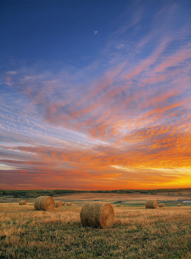 Amazing Sunset over Pasture Photograph by Darwin Wiggett