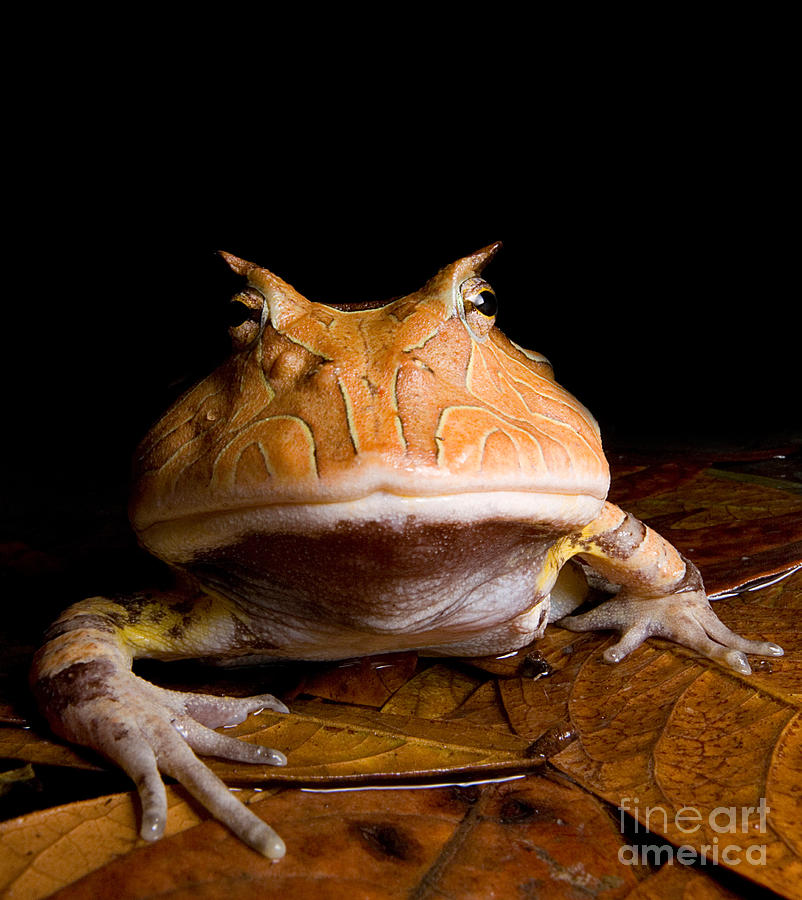 Amazonian Horned Frog Photograph by Dant Fenolio