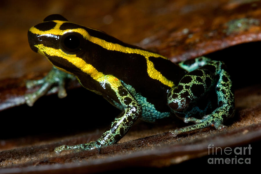 Amazonian Poison Frog Photograph by Dant Fenolio