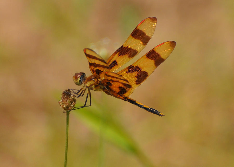 Nature Photograph - Amber Dragonfly - 0992c9598c by Paul Lyndon Phillips