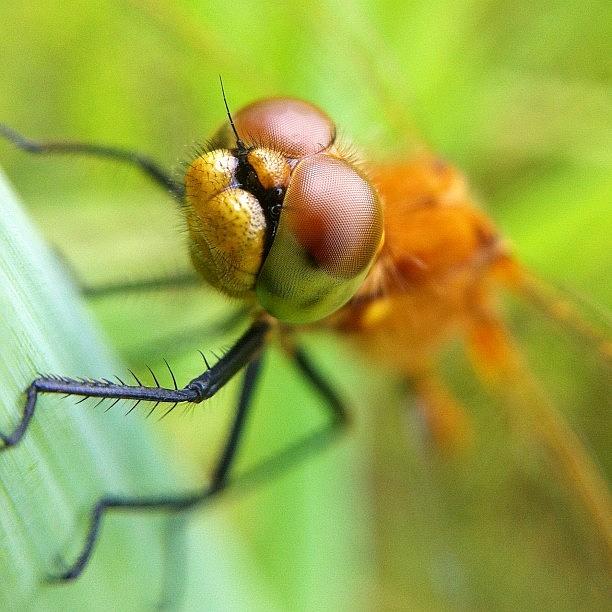Macro Photograph - Amber Dragonfly by Gary Stasiuk