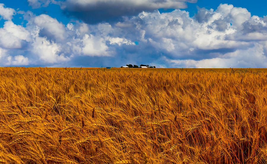 Landscape Photograph - Amber Waves of Grain by Doug Long