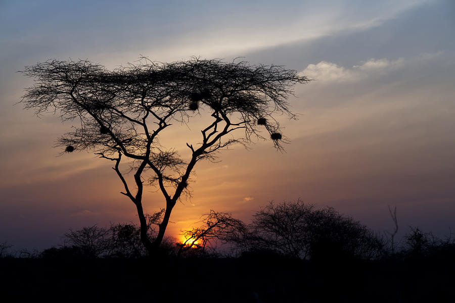 Amboseli Sunrise Photograph by Marion McCristall