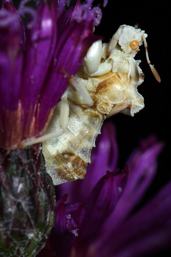 Ambush Bug On Ironweed Photograph by Daniel Reed