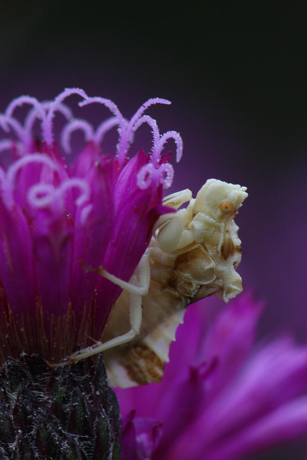 Ambush Bug On Tall Ironweed Photograph by Daniel Reed