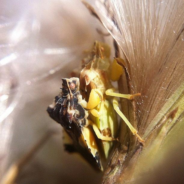 Macro Photograph - Ambush Bugs In The Heat I Found These by Gary Stasiuk