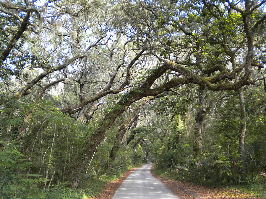 Amelia's Canopy Photograph by Patricia Williams - Fine Art America