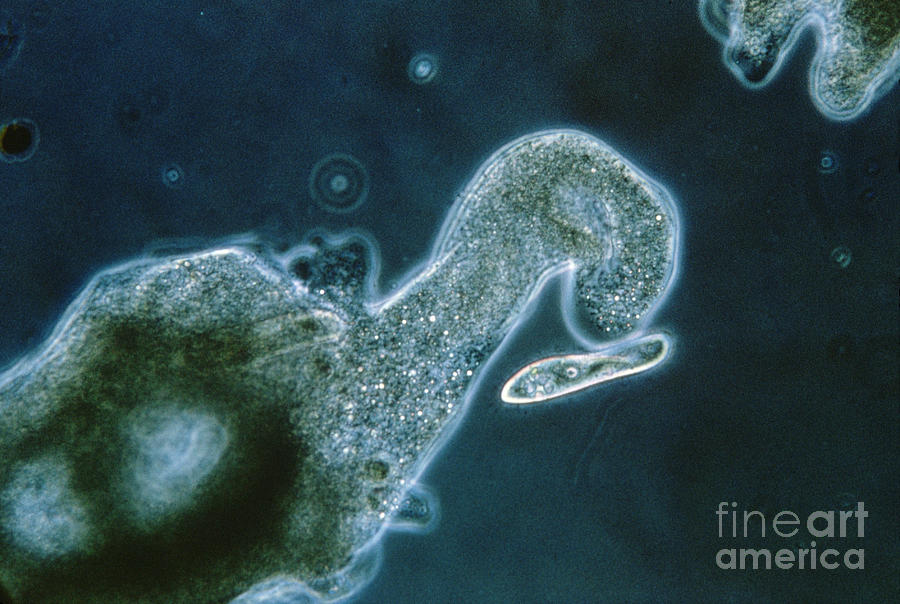 Ameoba Catching Paramecium Photograph by Eric V. Grave