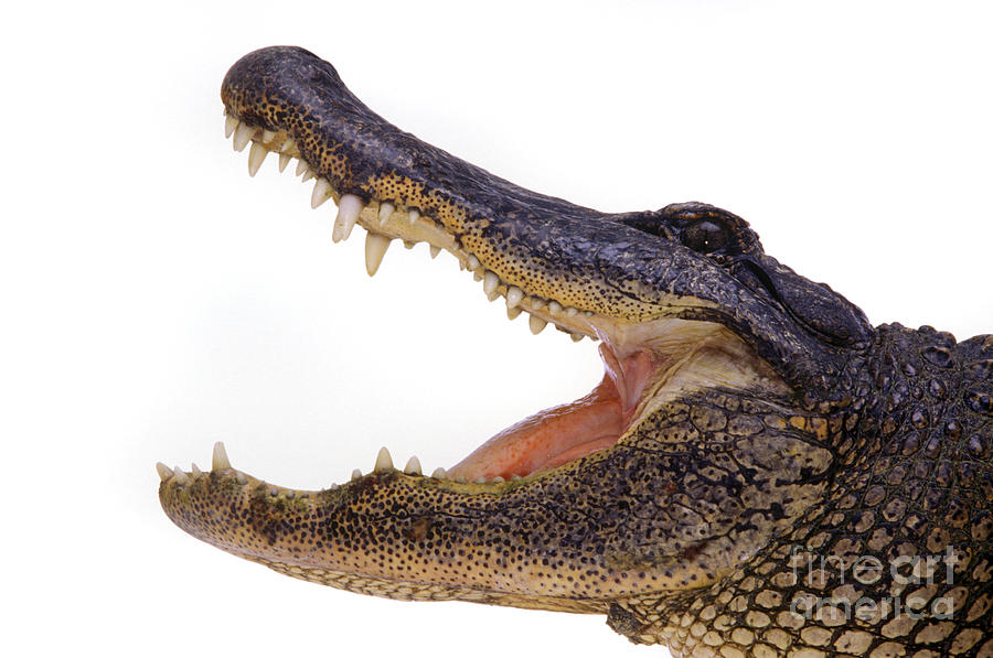 Alligator Photograph - Americal Alligator by Craig Lovell