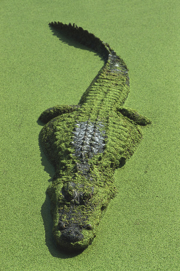Alligator Photograph - American Alligator Alligator by Heidi & Hans-Juergen Koch