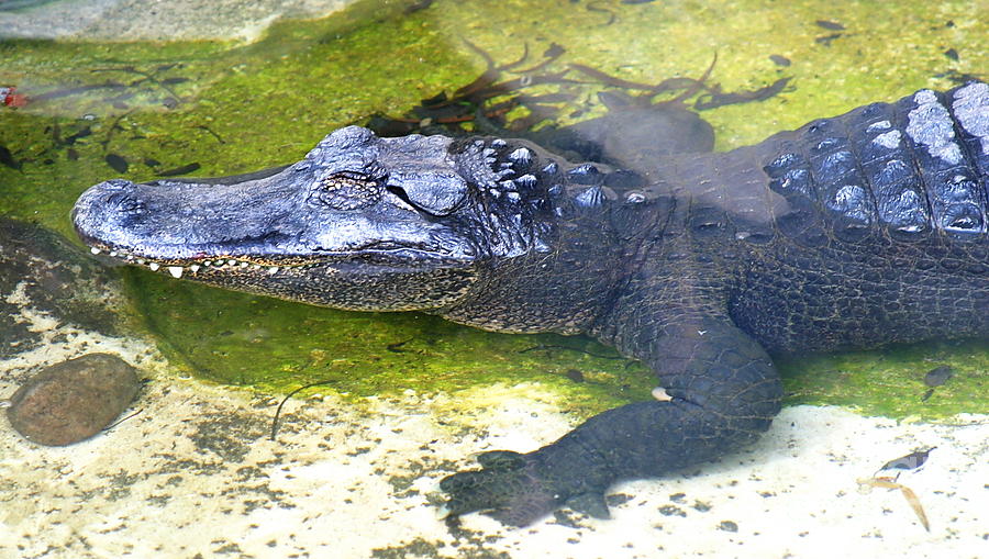 American Alligator Photograph by Henrik Lehnerer