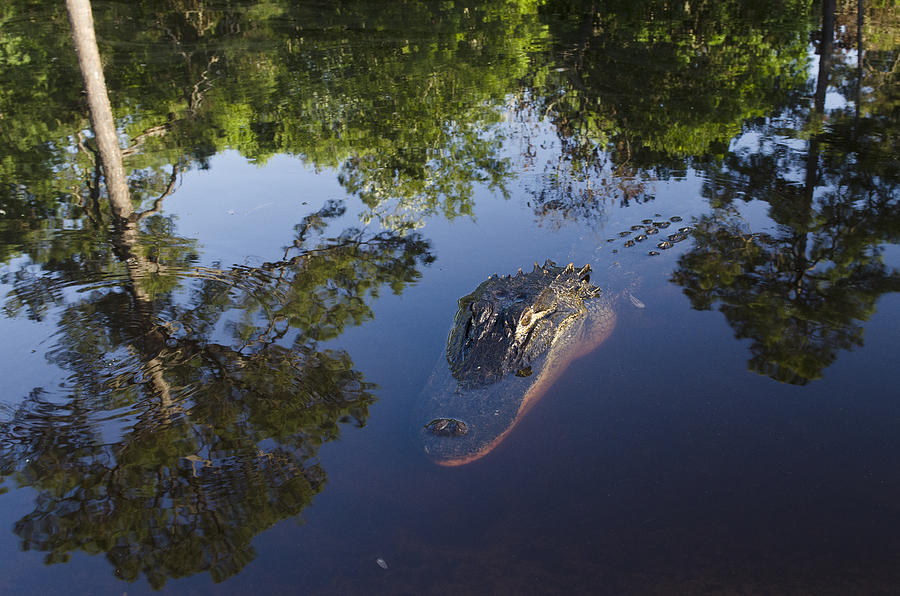 American Alligator In The Okefenokee Swamp Photograph by Pete Oxford