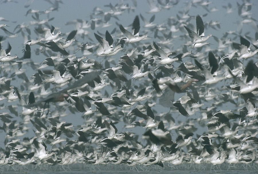American Avocet Flock Erupting Photograph by Tim Fitzharris