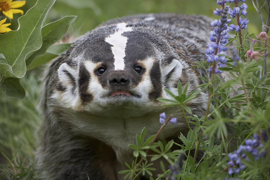 Animal Photograph - American Badger Amid Lupine by Tim Fitzharris