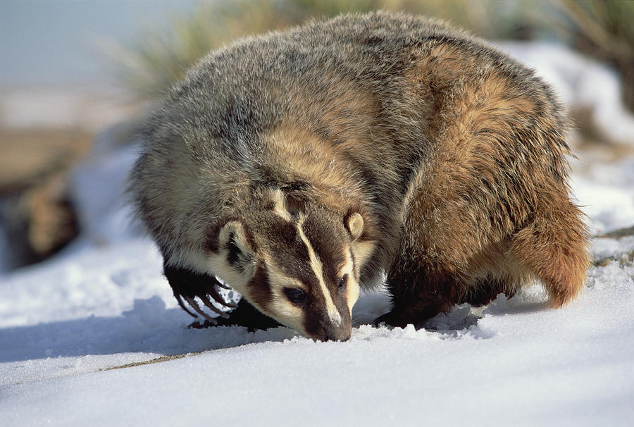 American Badger Taxidea Taxus, Colorado Photograph by Konrad Wothe