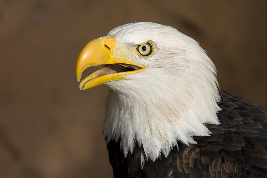 American Bald Eagle Photograph by Artur Bogacki