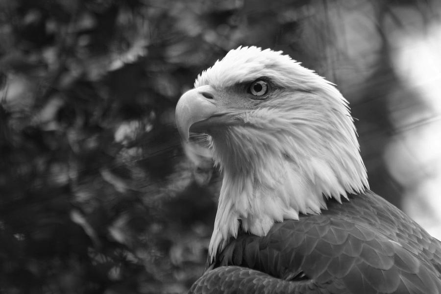 American Bald Eagle Photograph by David Rucker
