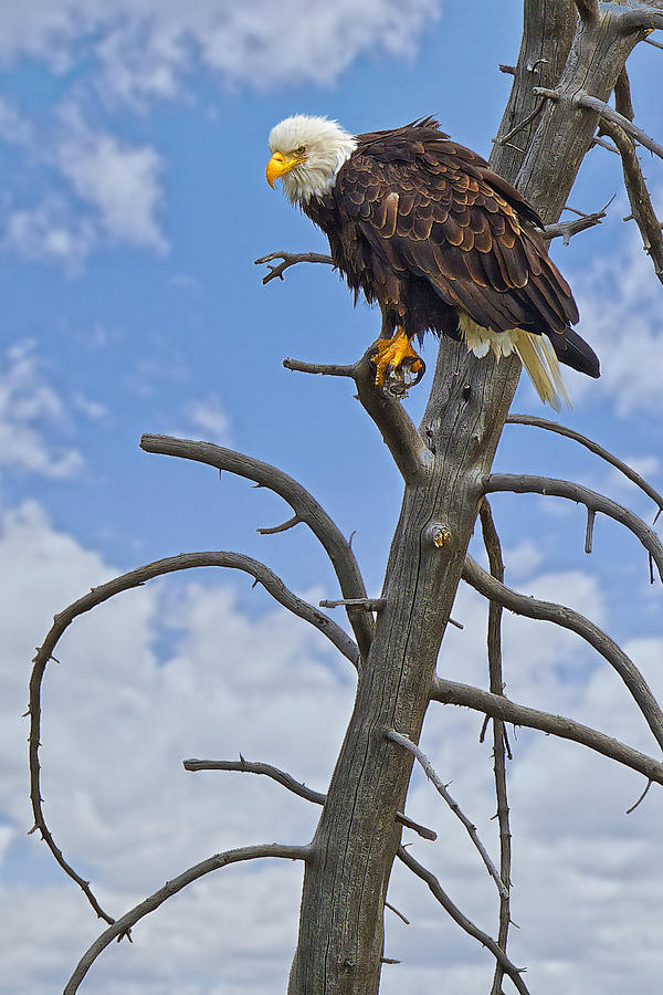 American Bald Eagle in Yellowstone Photograph by Fred J Lord