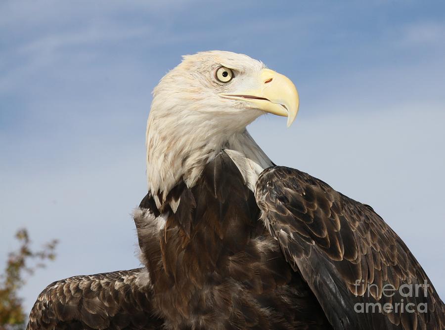 American Bald Eagle Photograph by Lori Bristow - Pixels