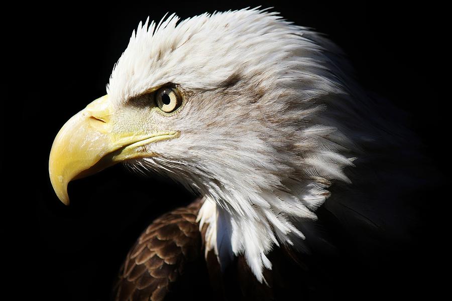 American Bald Eagle Photograph by Paulette Thomas - Fine Art America