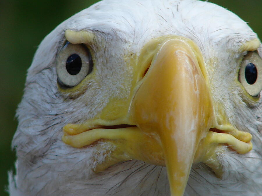 American Bald Eagle Photograph - American Bald Eagle by Randy J Heath