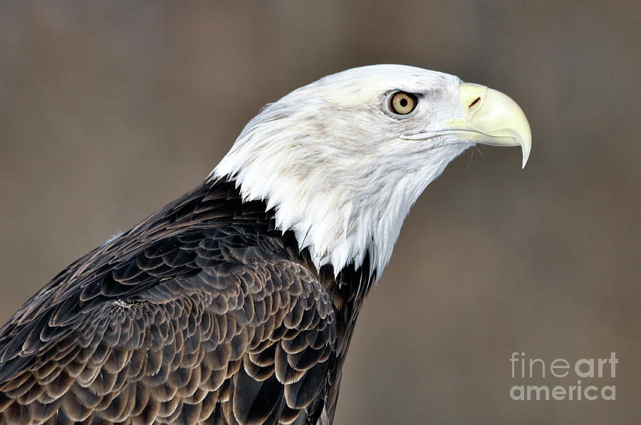 American Bald Eagle Photograph by Ronald Grogan
