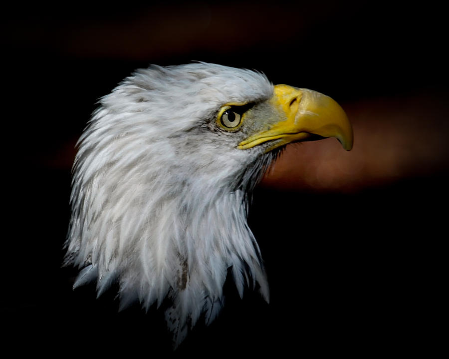 American Bald Eagle Photograph by Steve McKinzie