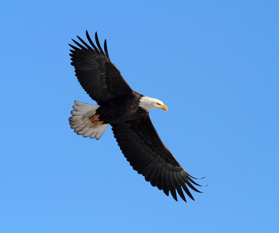 American Bald Eagles Photograph by Doug Lloyd | Fine Art America