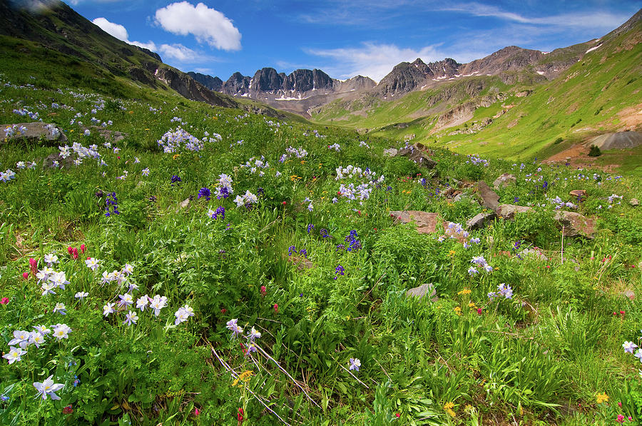 American Basin Wildflowers Photograph by Steve Stuller