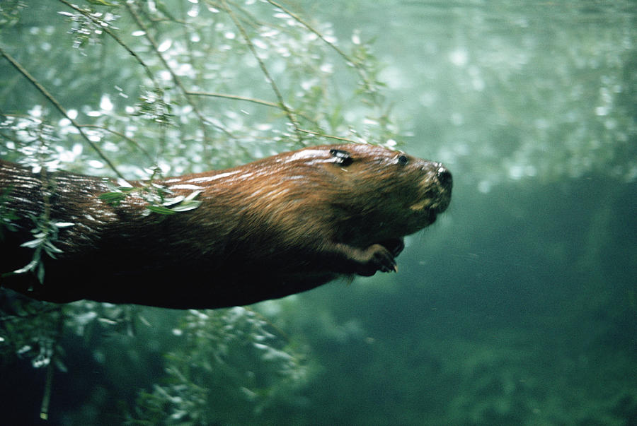 Mammal Photograph - American Beaver Castor Canadensis by Konrad Wothe