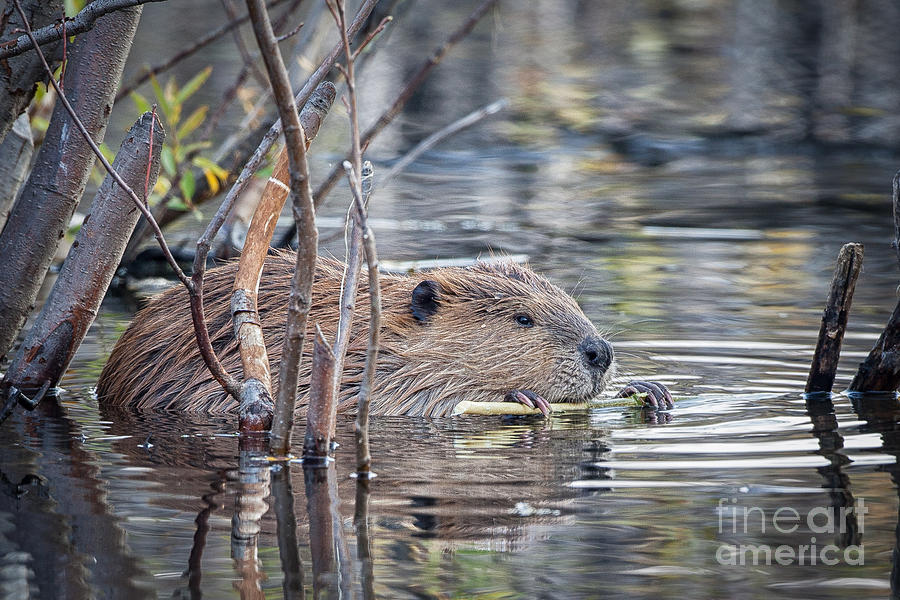 American Beaver Photograph by Ronald Lutz
