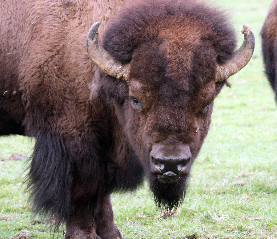 American Bison - Buffalo - 0001 Photograph by S and S Photo