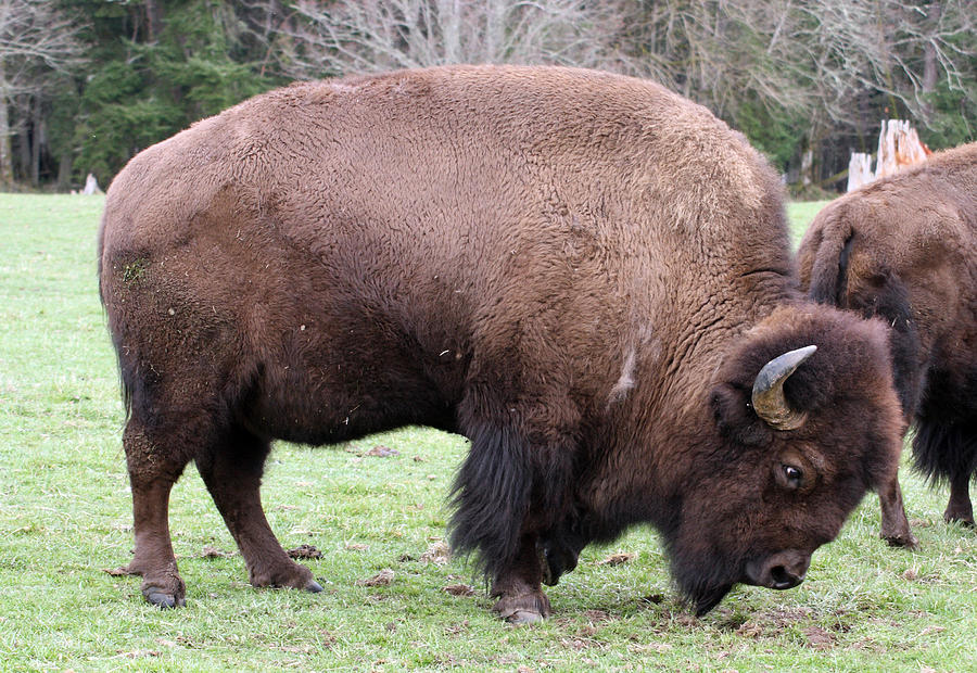 American Bison - Buffalo - 0005 Photograph By S And S Photo