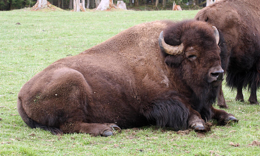 American Bison - Buffalo - 0006 Photograph by S and S Photo