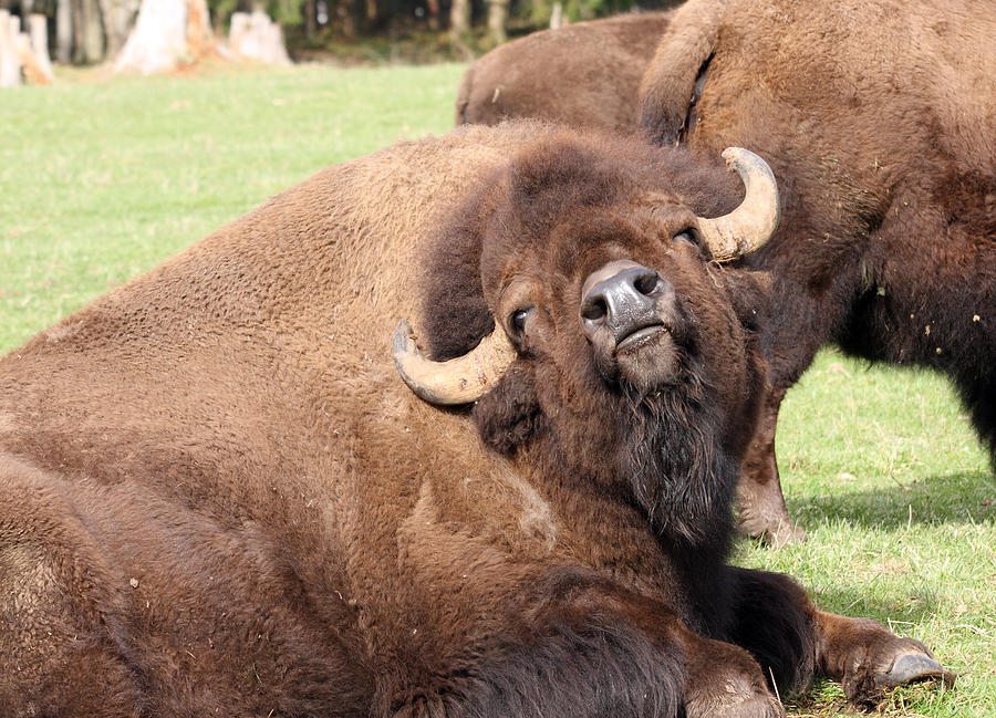 American Bison - Buffalo - 0014 Photograph by S and S Photo - Fine Art ...