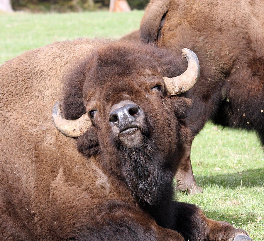 American Bison - Buffalo - 0015 Photograph by S and S Photo - Fine Art ...