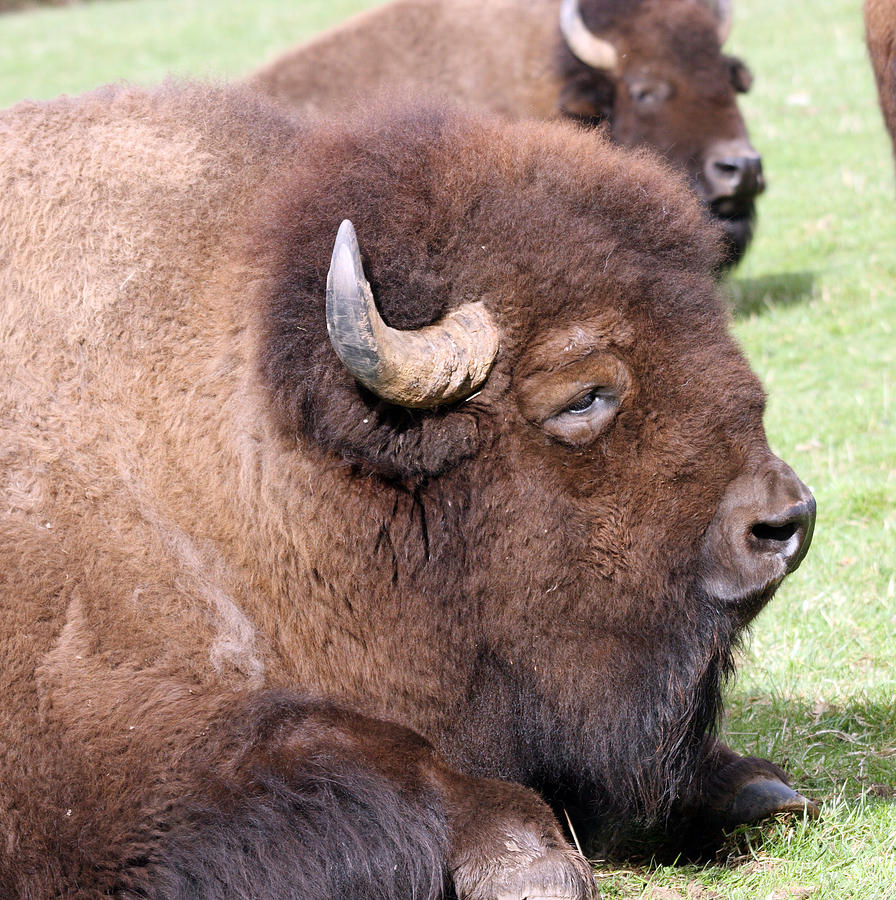 Buffalo Bisons Record 2024 - Reggi Charisse