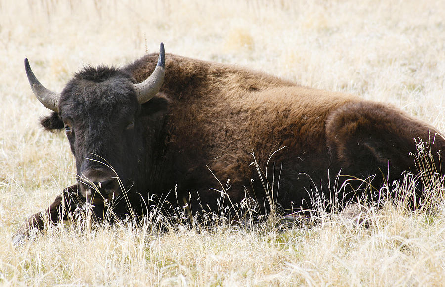 American bison 2 Photograph by Marilyn Hunt