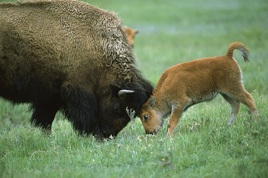 American Bison Cow And Calf Photograph by Suzi Eszterhas