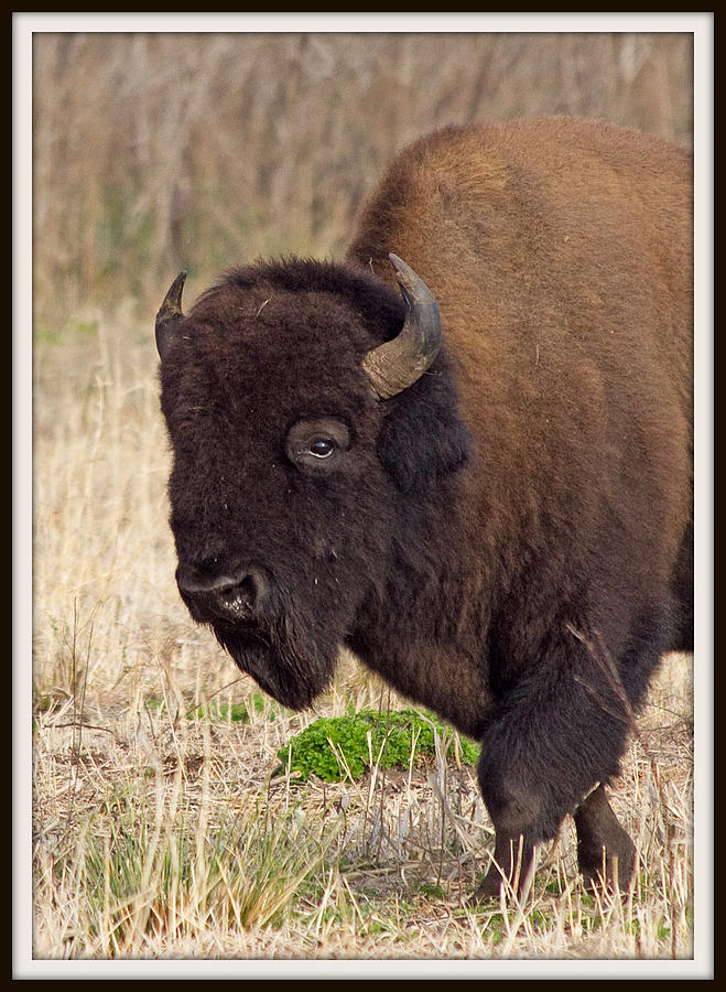 American Bison Photograph by Farol Tomson
