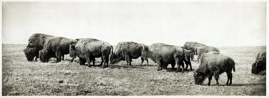 American Bison Herd, Callotype, 1906 Photograph by Everett
